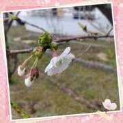 ヒメ日記 2025/04/18 17:28 投稿 川口 Mrs Sirena（ミセスシレナ）