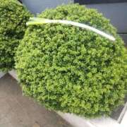 ヒメ日記 2025/08/02 17:29 投稿 川口 Mrs Sirena（ミセスシレナ）