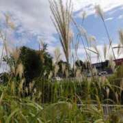 ヒメ日記 2025/09/17 17:30 投稿 川口 Mrs Sirena（ミセスシレナ）