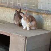 ヒメ日記 2026/01/26 01:28 投稿 さや Mrs Sirena（ミセスシレナ）