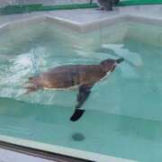 ヒメ日記 2026/02/02 15:28 投稿 さや Mrs Sirena（ミセスシレナ）