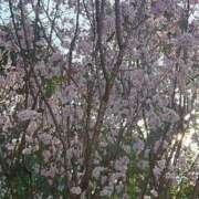 ヒメ日記 2025/03/22 21:34 投稿 福沢【ふくざわ】 丸妻 西船橋店