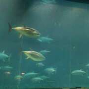 ヒメ日記 2025/03/28 09:42 投稿 福沢【ふくざわ】 丸妻 西船橋店