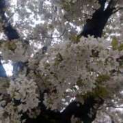 ヒメ日記 2025/04/09 11:18 投稿 福沢【ふくざわ】 丸妻 西船橋店