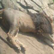 ヒメ日記 2025/05/05 14:57 投稿 福沢【ふくざわ】 丸妻 西船橋店