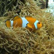 ヒメ日記 2026/02/10 18:16 投稿 福沢【ふくざわ】 丸妻 西船橋店