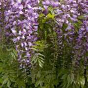 ヒメ日記 2026/04/15 21:20 投稿 福沢【ふくざわ】 丸妻 西船橋店