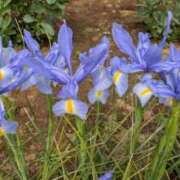 福沢【ふくざわ】 お休みです 丸妻 西船橋店