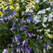 ヒメ日記 2026/05/03 11:08 投稿 福沢【ふくざわ】 丸妻 西船橋店