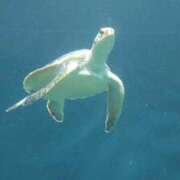 ヒメ日記 2026/08/08 22:25 投稿 福沢【ふくざわ】 丸妻 西船橋店