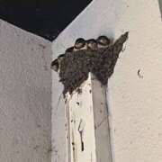 ヒメ日記 2025/06/06 14:43 投稿 じゅり☆ 豊橋豊川ちゃんこ