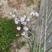 ヒメ日記 2026/03/27 22:41 投稿 じゅり☆ 豊橋豊川ちゃんこ