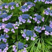 ヒメ日記 2025/06/18 23:30 投稿 あずみ 熟女家 豊中蛍池店