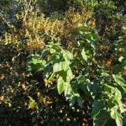 ヒメ日記 2025/10/18 20:59 投稿 ひかり 秘密倶楽部