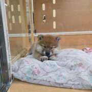 ヒメ日記 2025/12/23 17:08 投稿 ひかり 秘密倶楽部