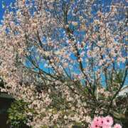 ヒメ日記 2026/03/14 20:34 投稿 ひかり 秘密倶楽部