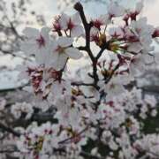 ヒメ日記 2026/03/31 18:31 投稿 ひかり 秘密倶楽部