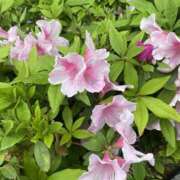 ヒメ日記 2025/04/20 18:00 投稿 みろ 世界のあんぷり亭 柏