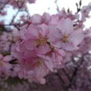 ヒメ日記 2025/04/02 05:04 投稿 あかね 即アポ奥さん～浜松店～