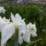 ヒメ日記 2025/06/19 10:14 投稿 あかね 即アポ奥さん～浜松店～