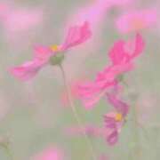 ヒメ日記 2025/10/10 19:14 投稿 あかね 即アポ奥さん～浜松店～