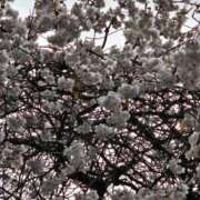 松山 晴れて気持ちいい♡☆♡ 熟女の風俗最終章 新横浜店