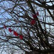 ヒメ日記 2025/03/24 22:56 投稿 池脇真紀 五十路マダム金沢店