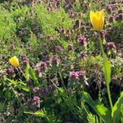 ヒメ日記 2025/04/21 19:16 投稿 池脇真紀 五十路マダム金沢店