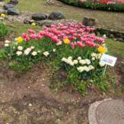 ヒメ日記 2025/04/26 19:14 投稿 池脇真紀 五十路マダム金沢店