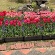 ヒメ日記 2025/04/29 14:50 投稿 池脇真紀 五十路マダム金沢店