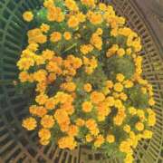 ヒメ日記 2024/12/22 00:03 投稿 まい ご近所物語