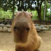 ヒメ日記 2025/07/04 08:56 投稿 ことり 洗練された極上ガール！ ウエスト・コム