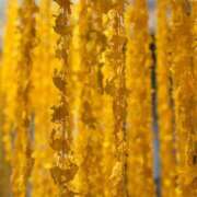 ヒメ日記 2025/07/05 02:00 投稿 ことり 洗練された極上ガール！ ウエスト・コム