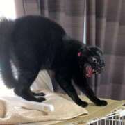 ヒメ日記 2025/07/13 11:36 投稿 ことり 洗練された極上ガール！ ウエスト・コム