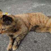 ヒメ日記 2025/07/13 12:52 投稿 ことり 洗練された極上ガール！ ウエスト・コム