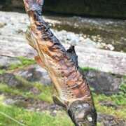 ヒメ日記 2025/07/15 11:46 投稿 ことり 洗練された極上ガール！ ウエスト・コム