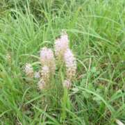 ヒメ日記 2025/07/18 13:46 投稿 ことり 洗練された極上ガール！ ウエスト・コム