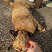 ヒメ日記 2025/07/18 14:06 投稿 ことり 洗練された極上ガール！ ウエスト・コム