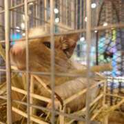 ヒメ日記 2025/07/23 09:13 投稿 ことり 洗練された極上ガール！ ウエスト・コム