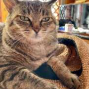 ヒメ日記 2025/08/02 08:56 投稿 ことり 洗練された極上ガール！ ウエスト・コム