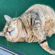 ヒメ日記 2025/08/07 16:16 投稿 ことり 洗練された極上ガール！ ウエスト・コム