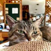 ヒメ日記 2025/08/09 06:16 投稿 ことり 洗練された極上ガール！ ウエスト・コム