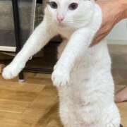 ヒメ日記 2025/08/09 15:16 投稿 ことり 洗練された極上ガール！ ウエスト・コム