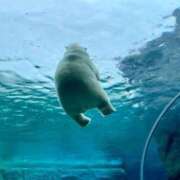 ヒメ日記 2025/08/11 00:16 投稿 ことり 洗練された極上ガール！ ウエスト・コム