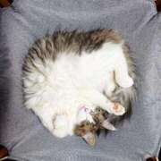 ヒメ日記 2025/08/11 00:50 投稿 ことり 洗練された極上ガール！ ウエスト・コム