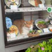 ヒメ日記 2025/08/24 01:56 投稿 ことり 洗練された極上ガール！ ウエスト・コム