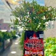 ヒメ日記 2025/09/04 05:56 投稿 ことり 洗練された極上ガール！ ウエスト・コム