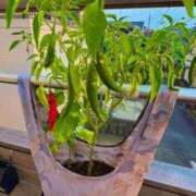 ヒメ日記 2025/09/04 11:11 投稿 ことり 洗練された極上ガール！ ウエスト・コム