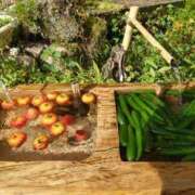 ヒメ日記 2025/11/01 06:45 投稿 ことり 洗練された極上ガール！ ウエスト・コム