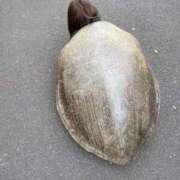 ヒメ日記 2025/11/03 06:35 投稿 ことり 洗練された極上ガール！ ウエスト・コム